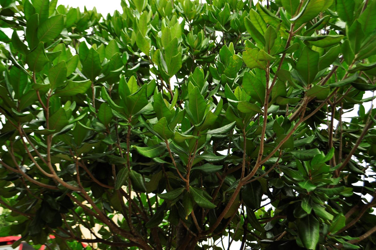 葉互生，叢生於枝端