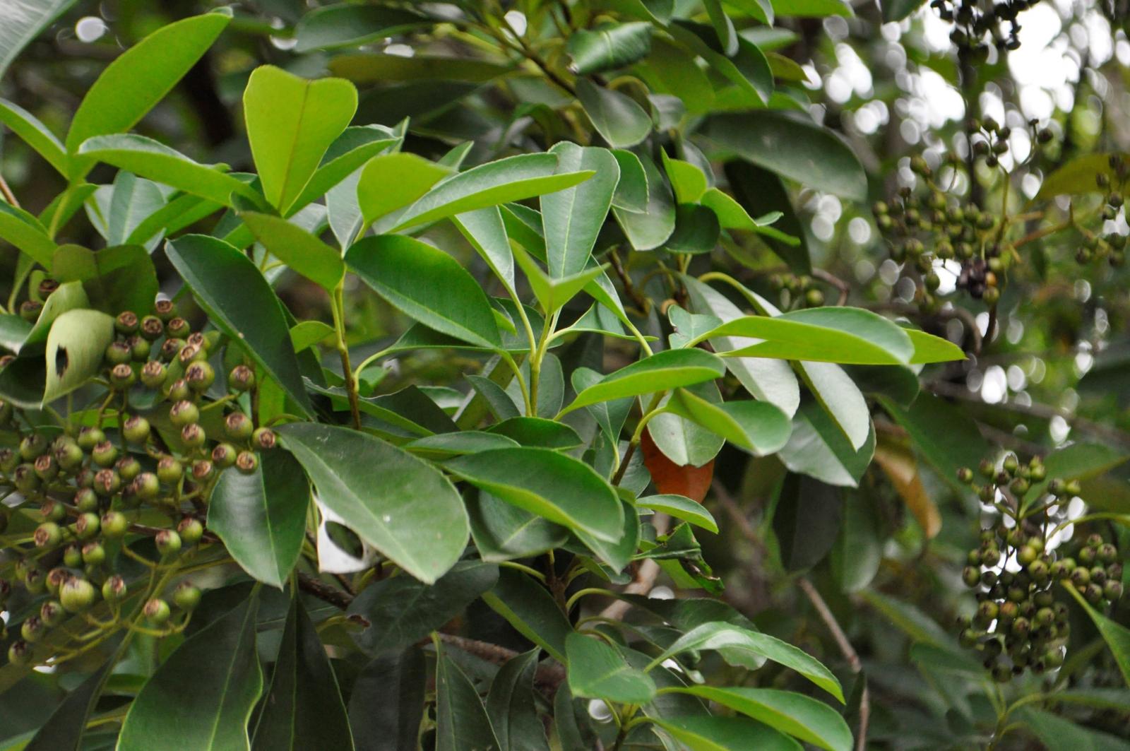 單葉互生，葉緣細鋸齒