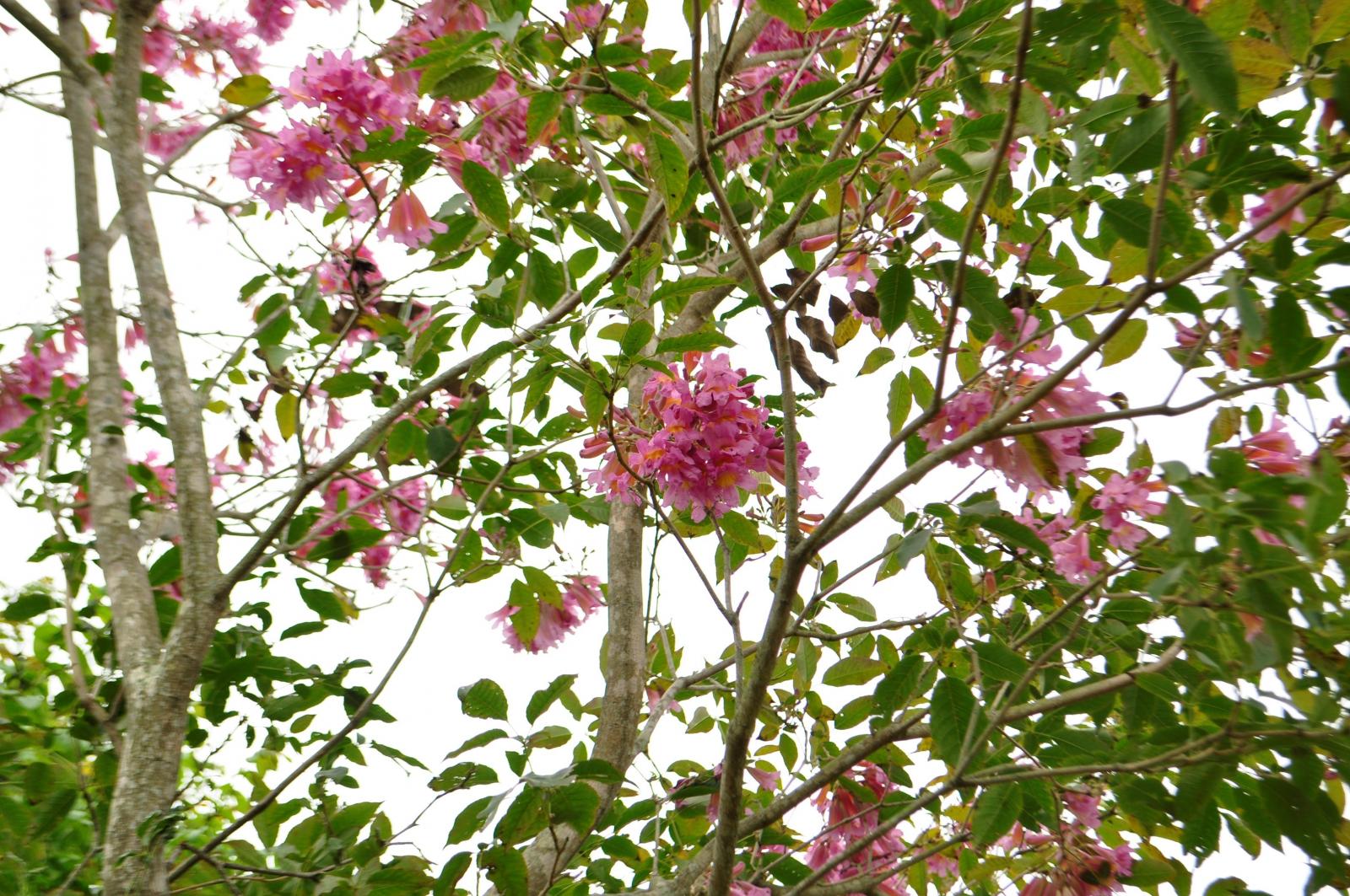 花為圓錐花序頂生