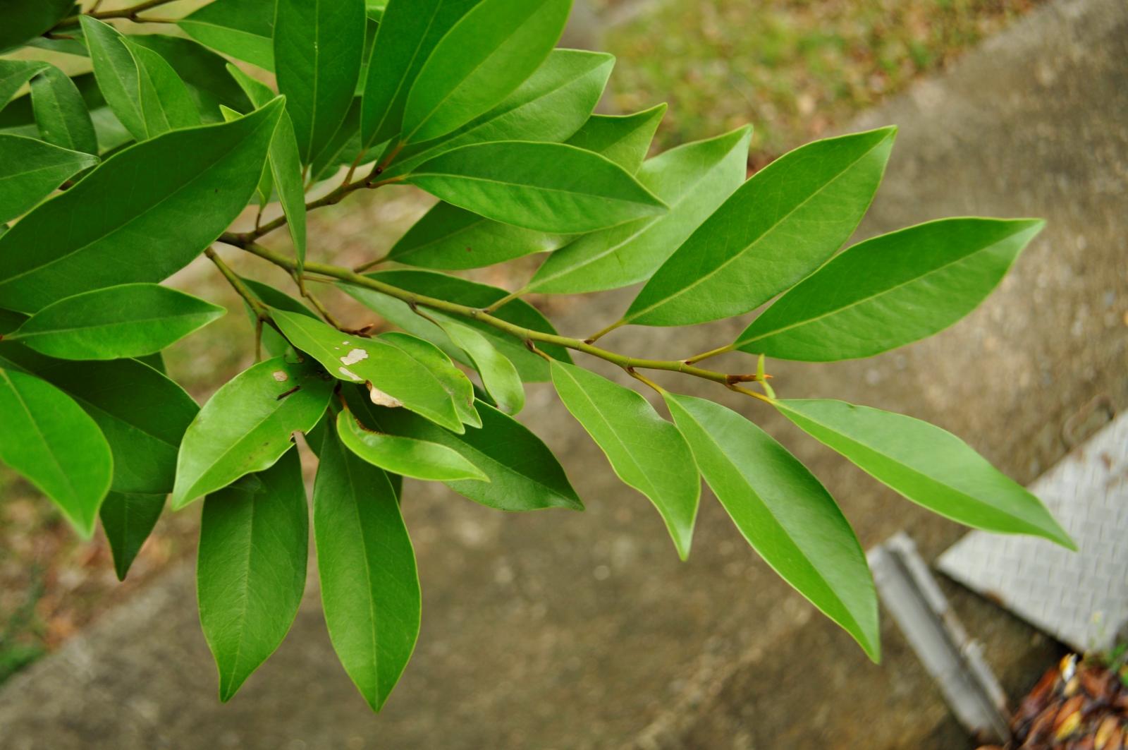 芽被有紅褐色毛
