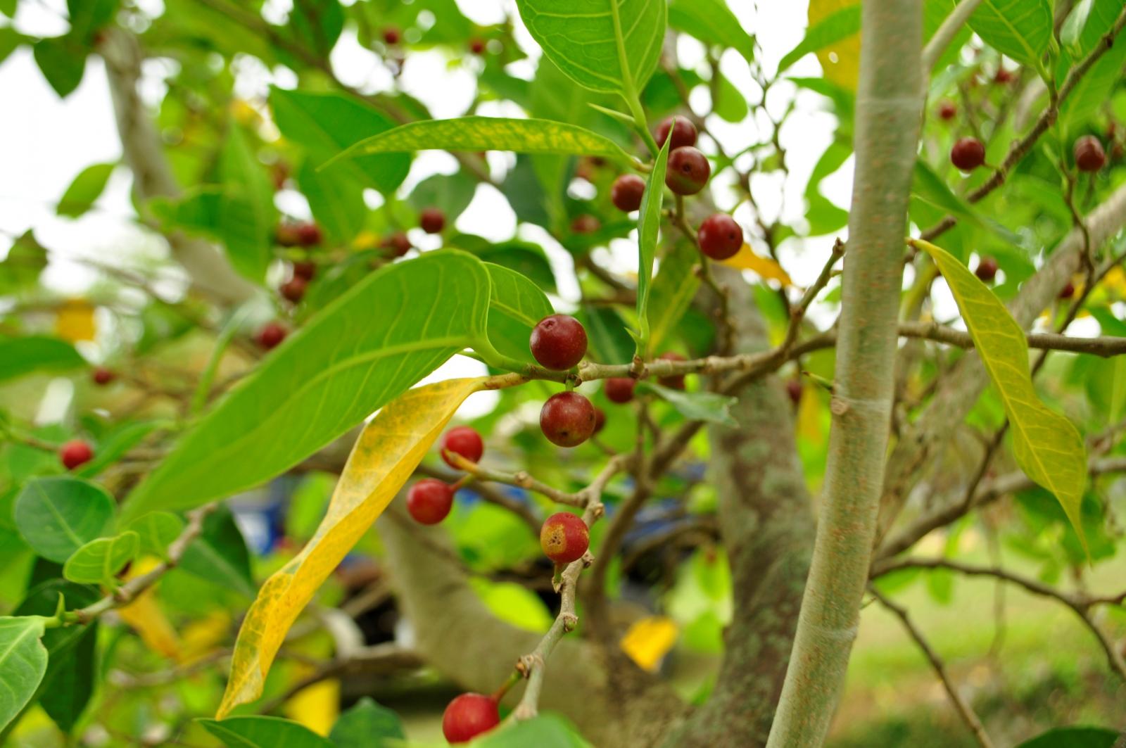 密集圓柱狀穗狀花序