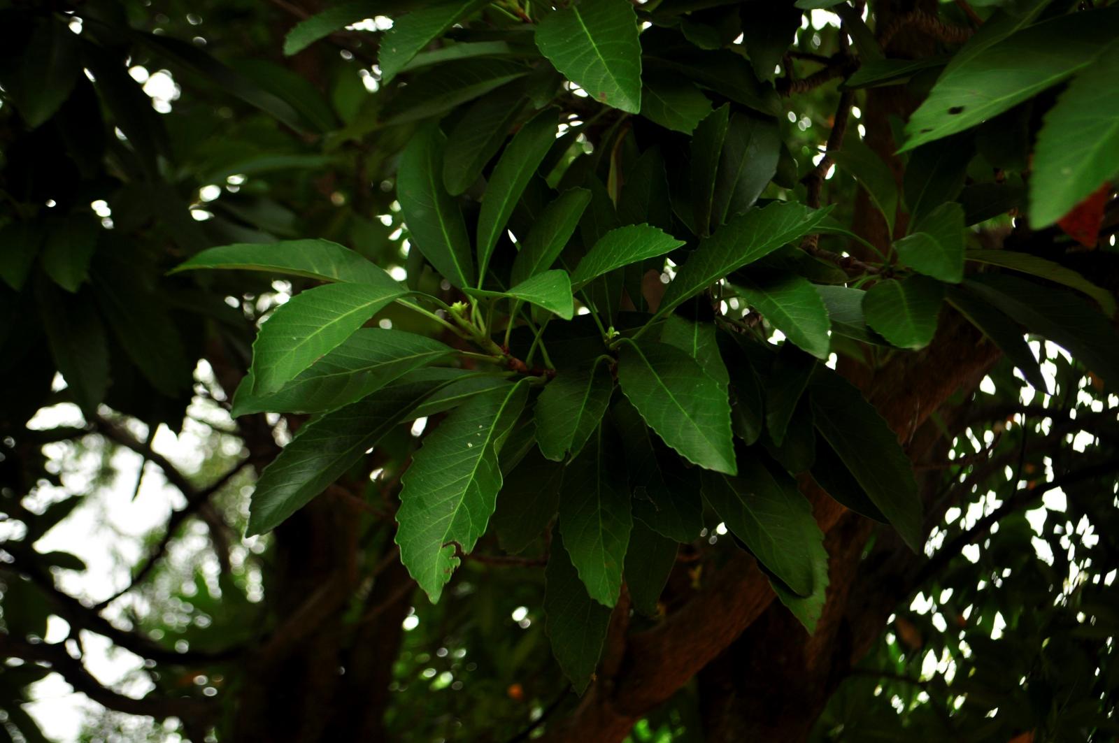 葉卵狀長橢圓形至橢圓形