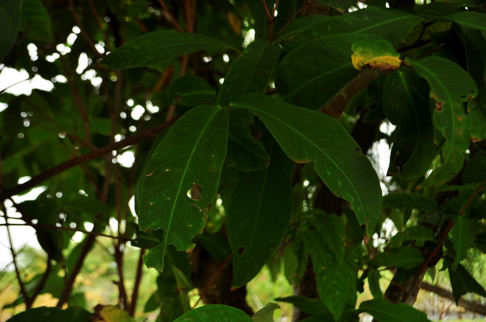 葉基部著有二杯狀具柄的腺體