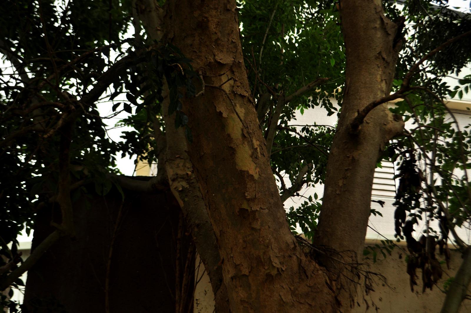 幹皮灰紅褐色或灰綠色,小薄片狀剝落,留有雲形剝落痕