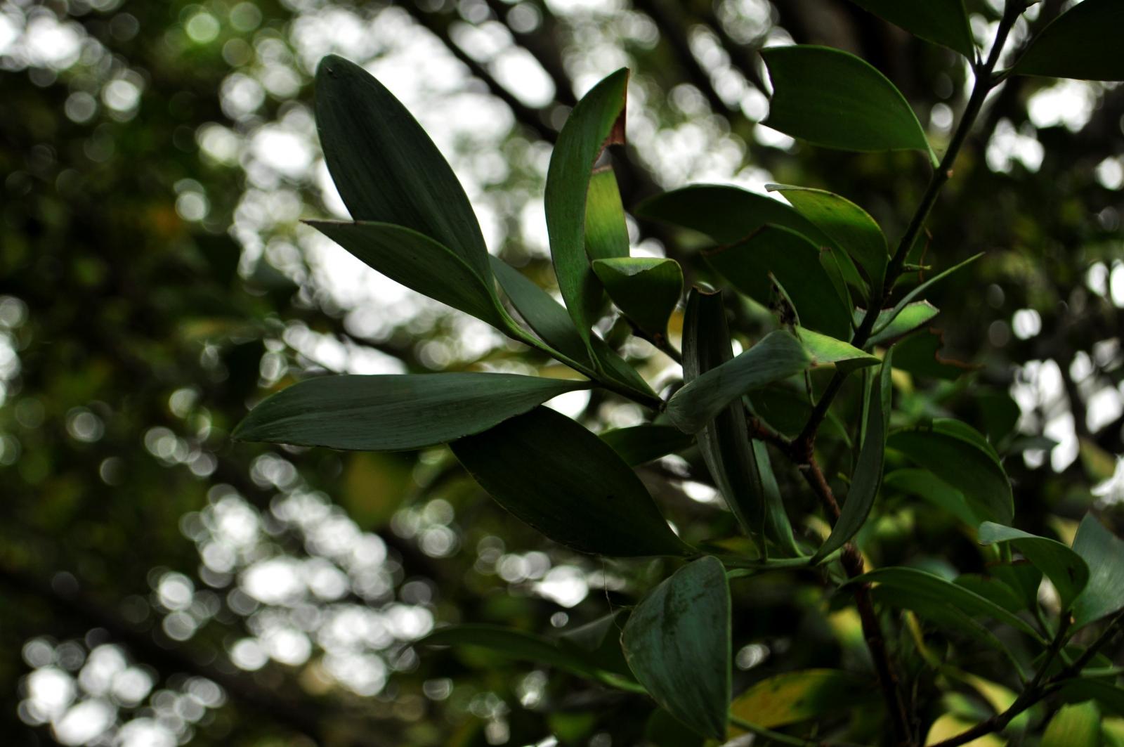 葉對生，長卵狀披針形