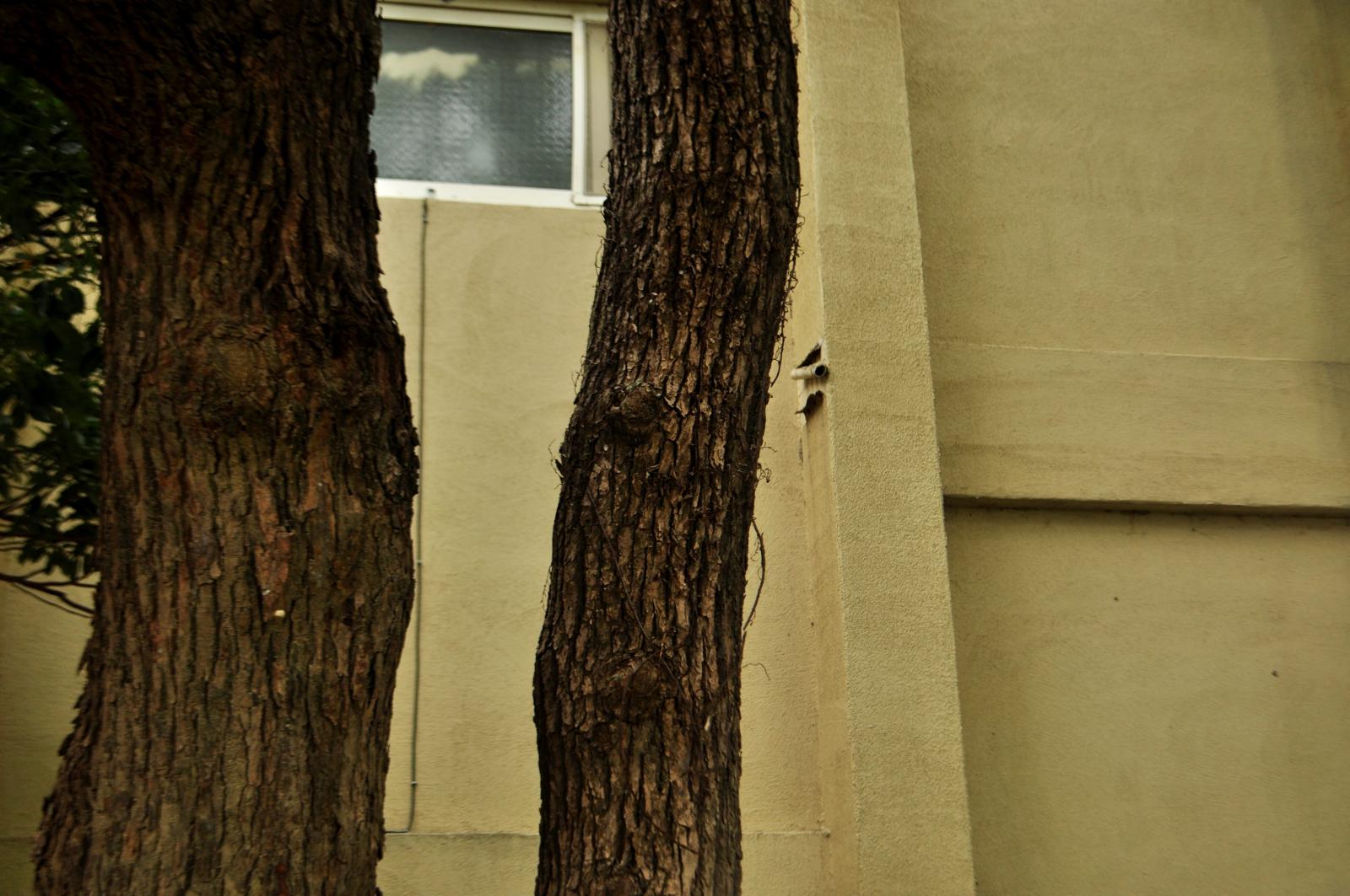 樹皮呈縱向深溝裂