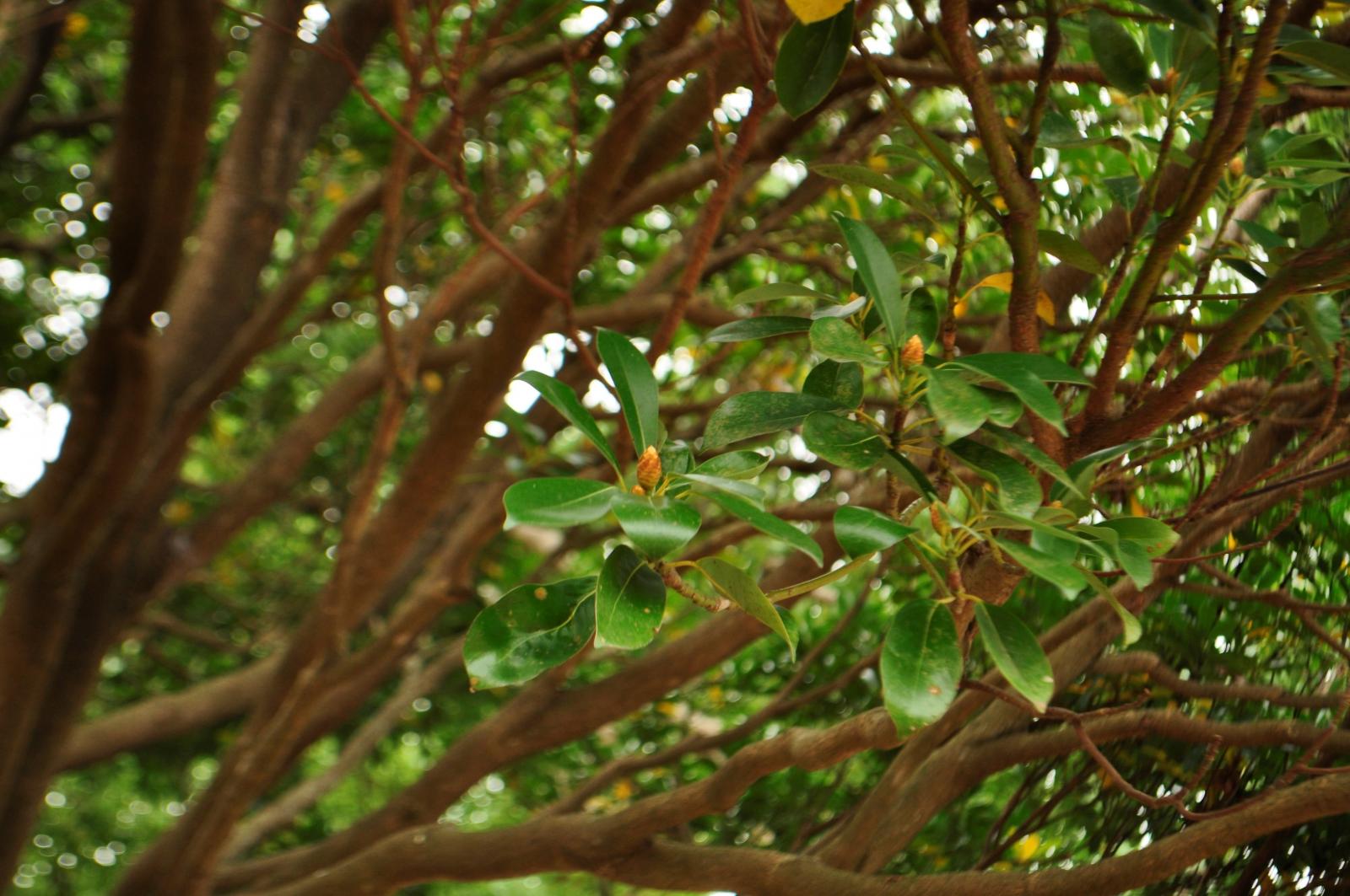 葉卵形或橢圓形