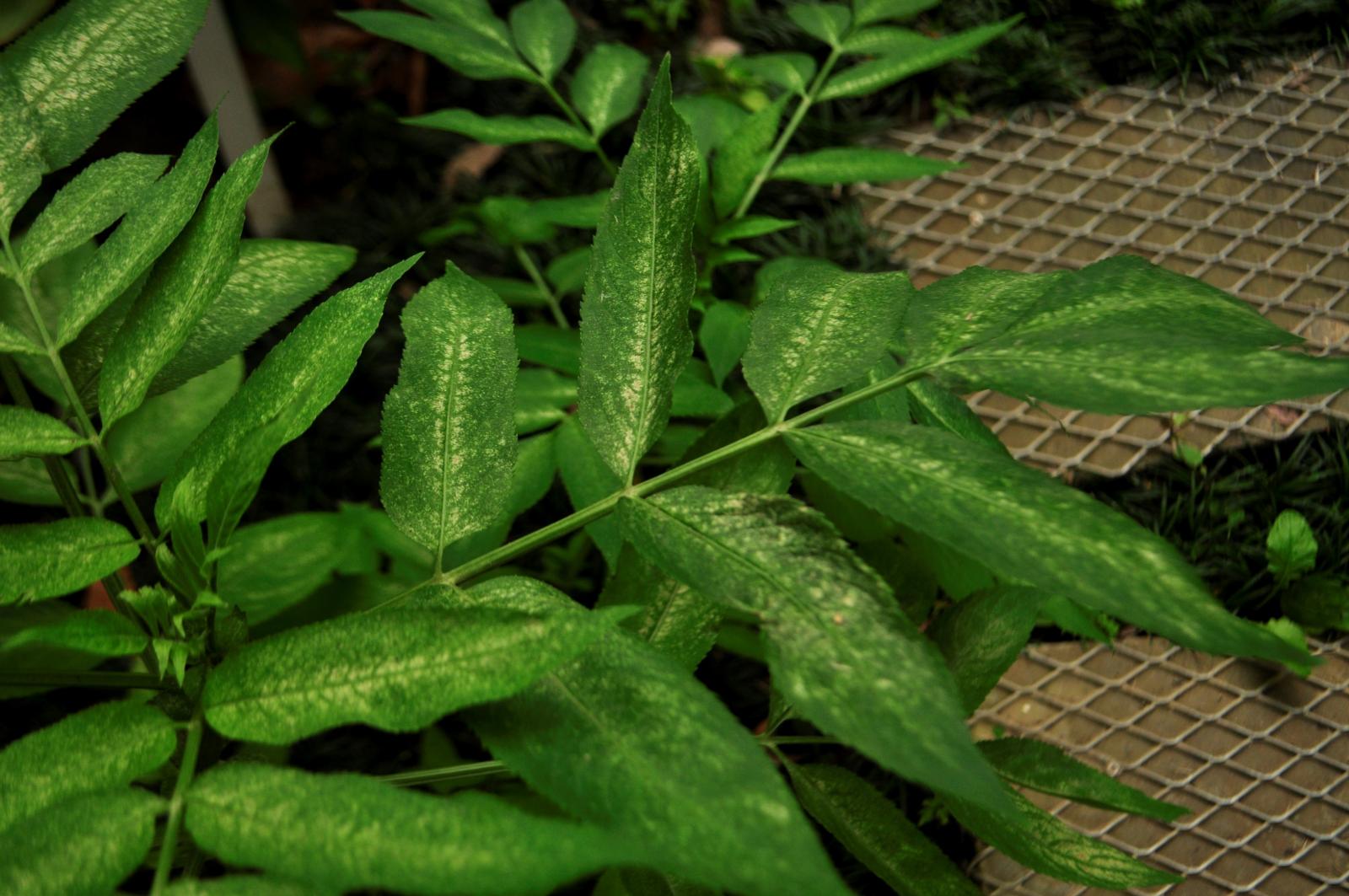 葉具長柄掌狀三出複葉