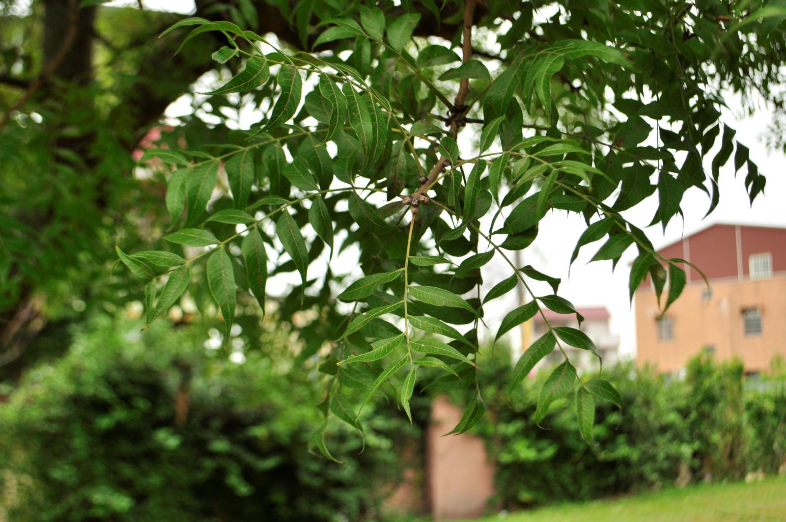 葉羽狀脈，披針形、長橢圓狀披針形至倒披針形，鈍鋸齒緣，葉脫落前變紅