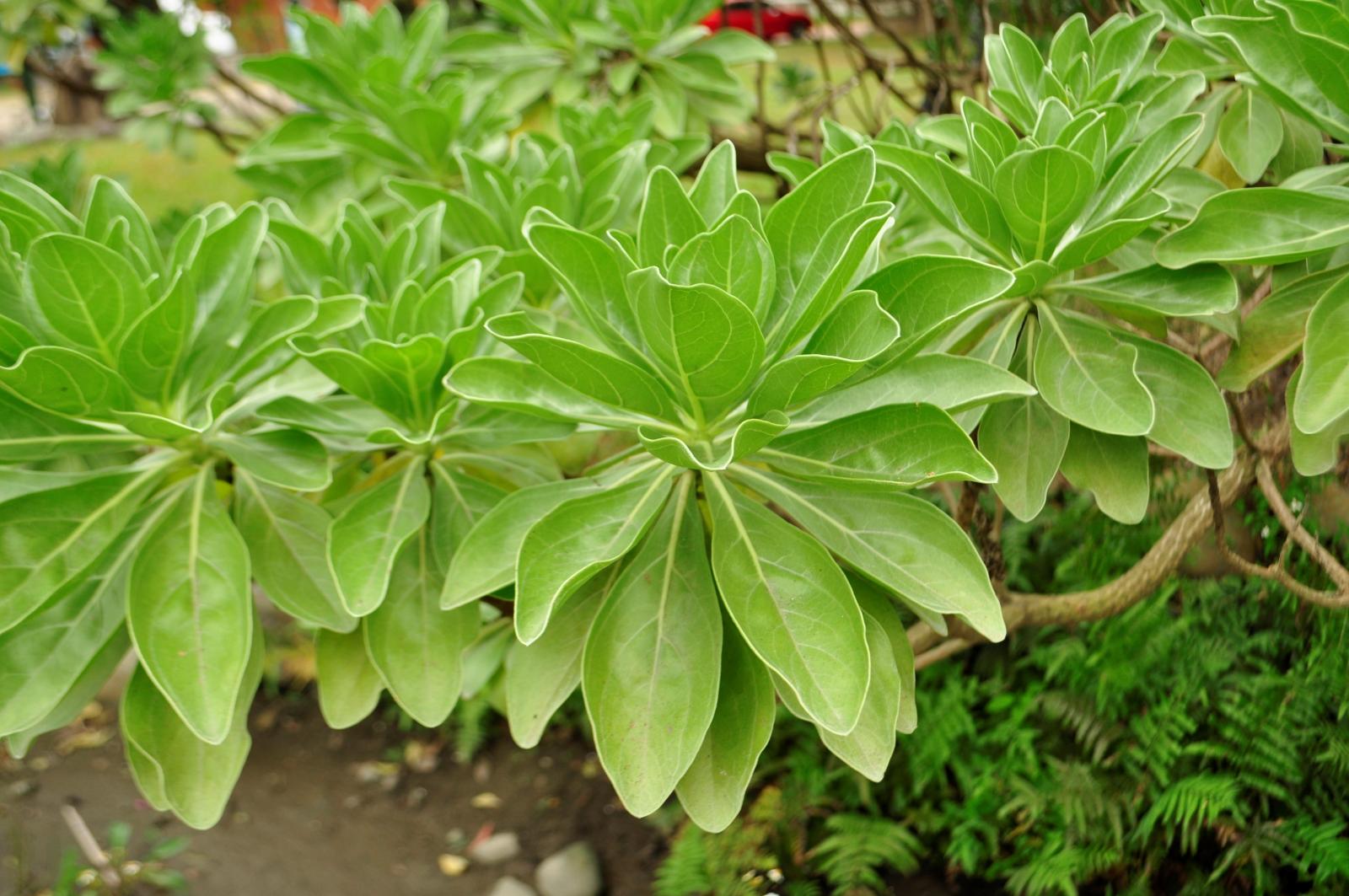 葉長橢圓形，上半部具鋸齒