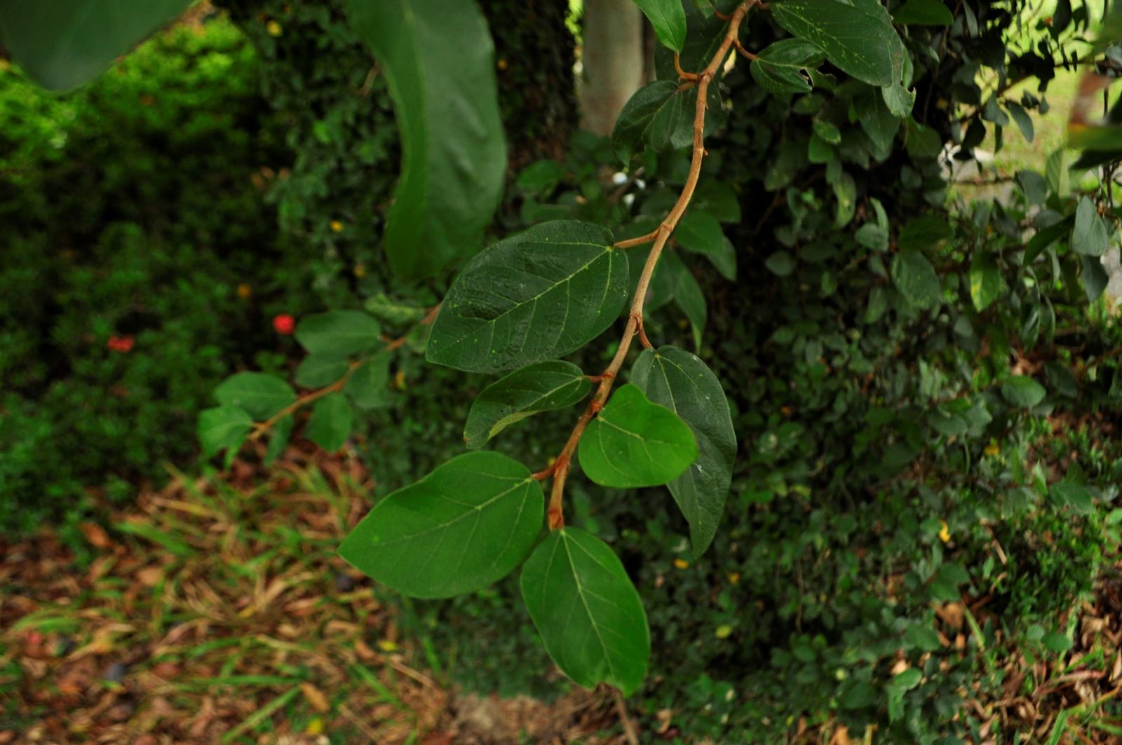 葉長橢圓狀披針形或倒長卵形