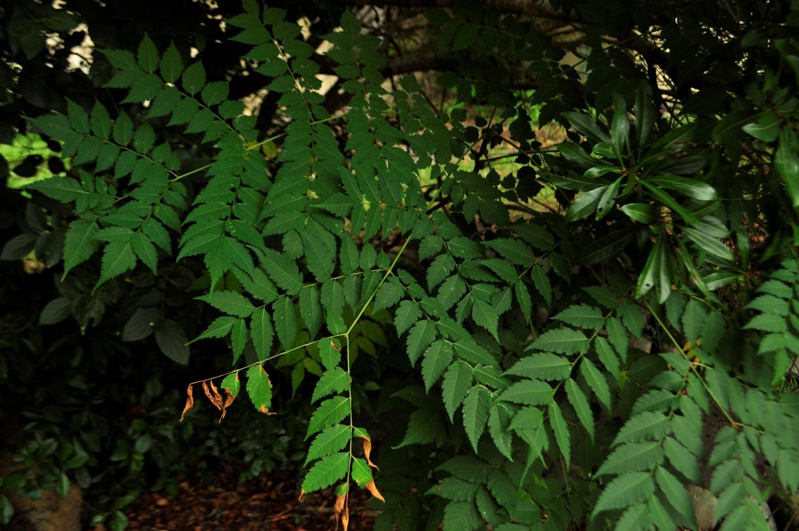 二到三回羽狀複葉