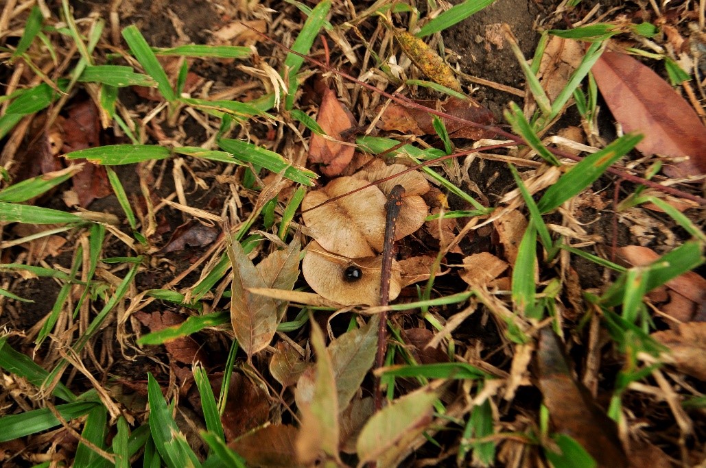 蒴果膨脹，先玫瑰紅色→紅褐色→最後呈土色。種子黑色。
