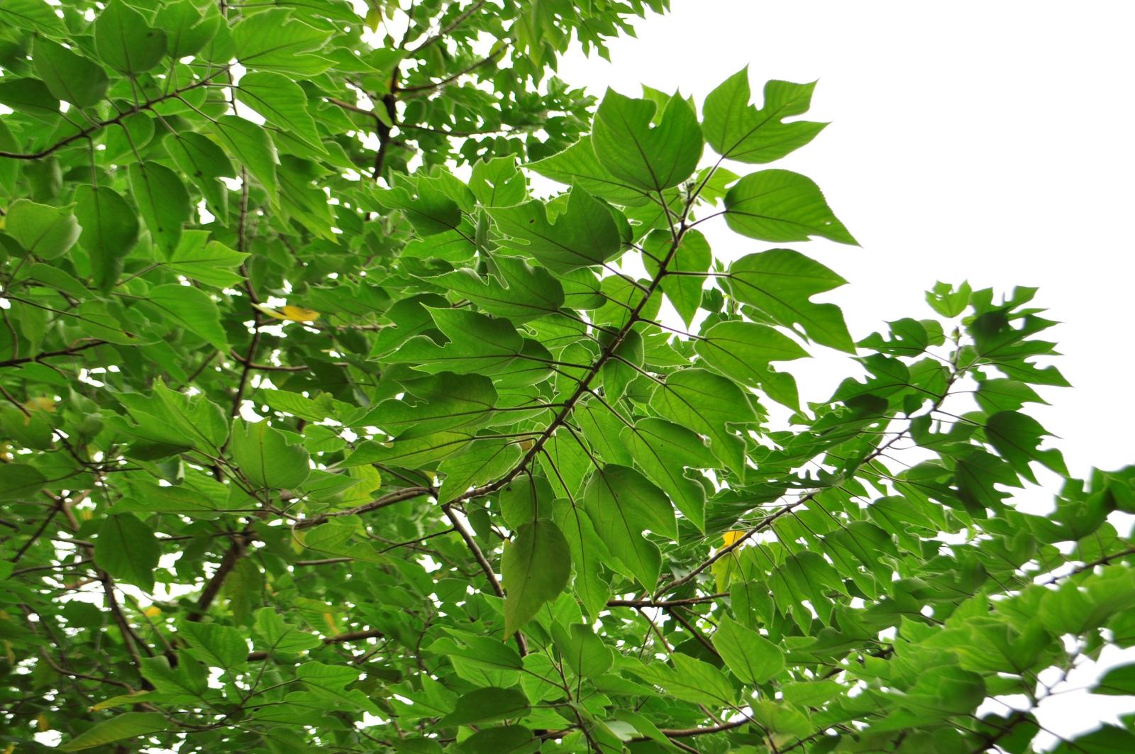 葉卵形,先端漸尖,基部心形或偏斜,粗鋸齒緣