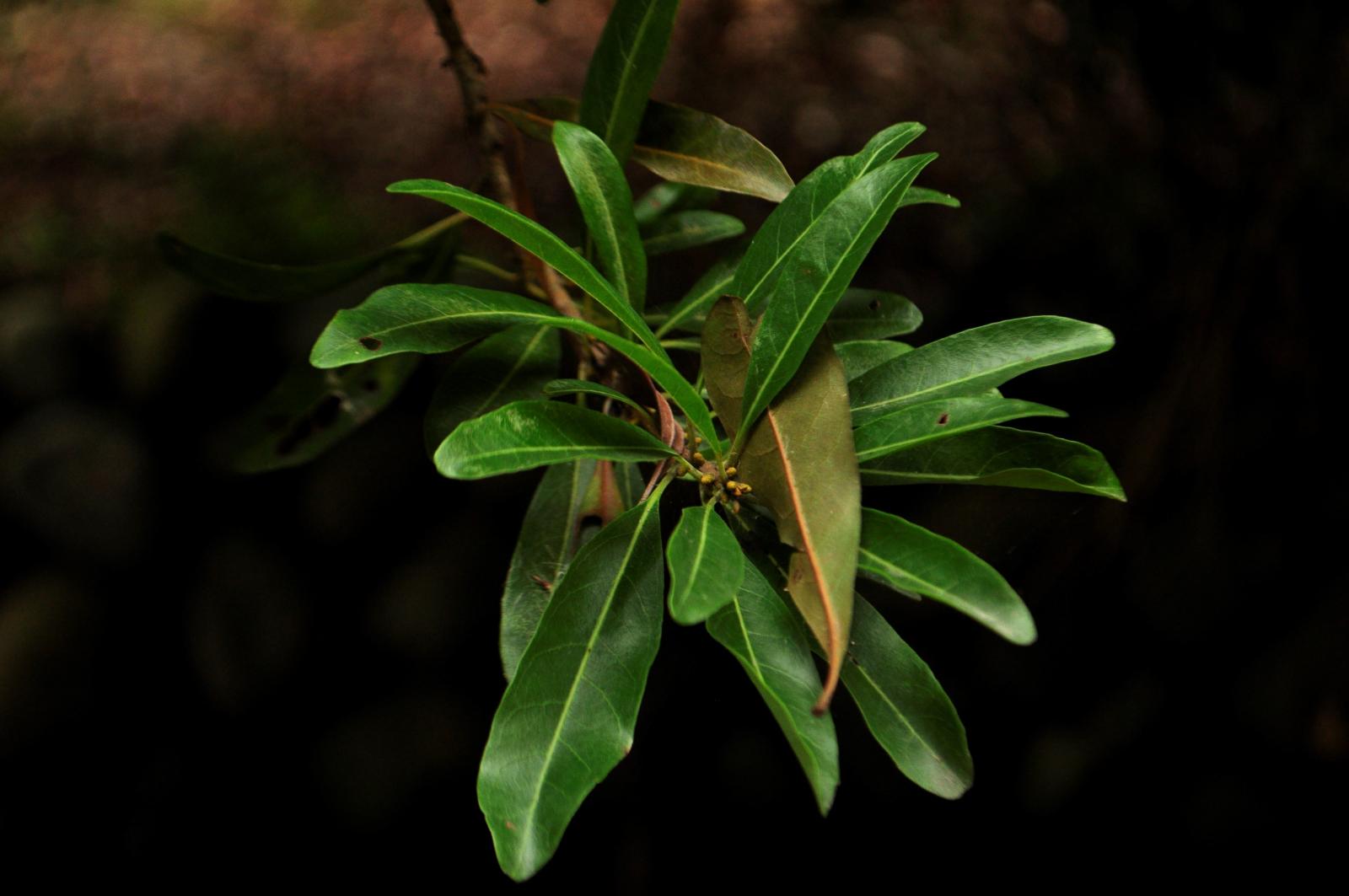 葉卵形或橢圓形