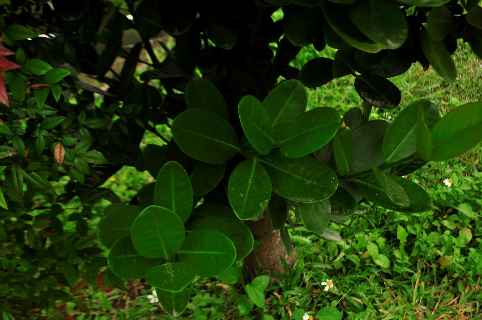 葉披針狀橢圓形至披針狀卵形至長橢圓形
