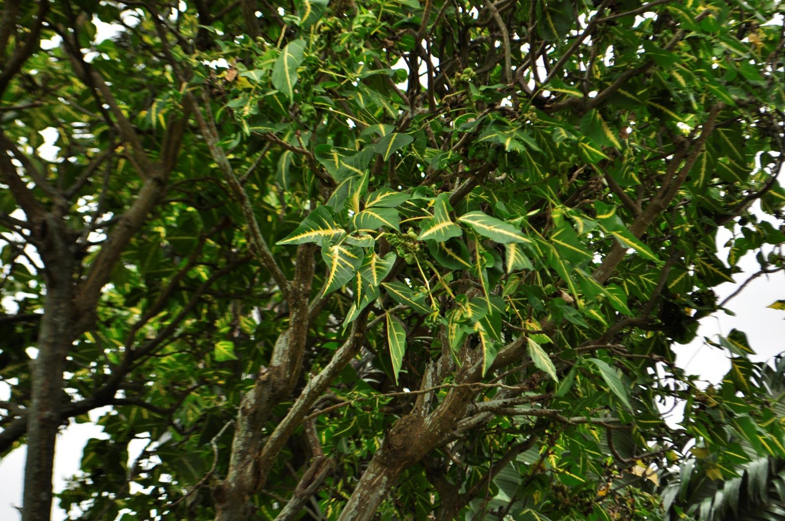 葉互生，三出複葉