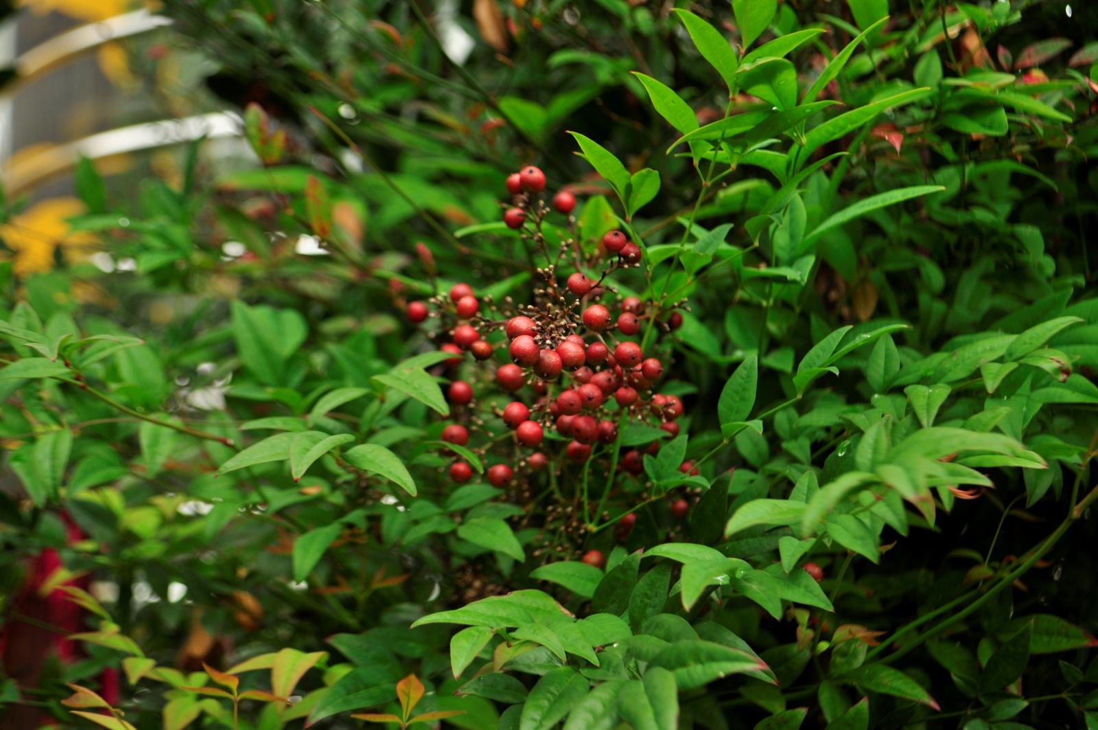 葉心狀圓形,掌狀3到5裂,具有長柄